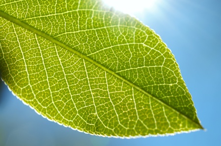A closeup of a green leaf, the blue sky in the background and the sun peaking through on the top showing the many details of the leafの写真素材