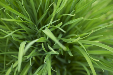 The bright green grass flows through  the picture with leaves in and out of focus filling the backgroundの写真素材