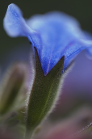 Closeup of a Pulmonaria flowering showing details of the flower along with blurring of the colors.の写真素材