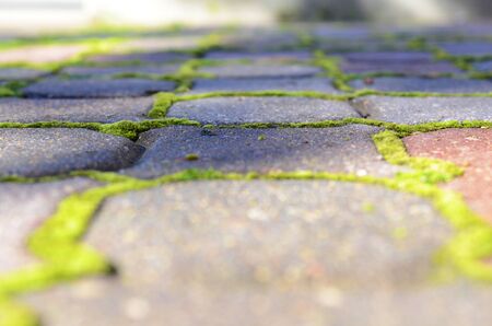 Paving stones with moss growing in the crevasse の写真素材