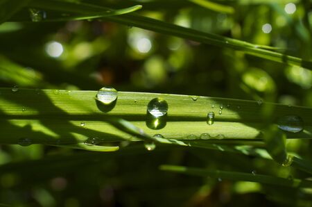 A single grass leaf stretches across with water droplets all over itの写真素材