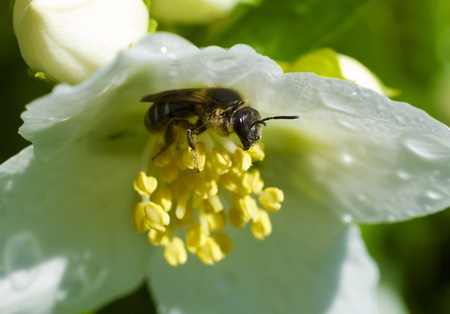 Water droplets on the Moch Orange flower with a side profile of a bee gathering pollen.の写真素材