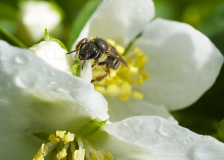 Water droplets on the Moch Orange flower with a front profile of a bee gathering pollen.の写真素材