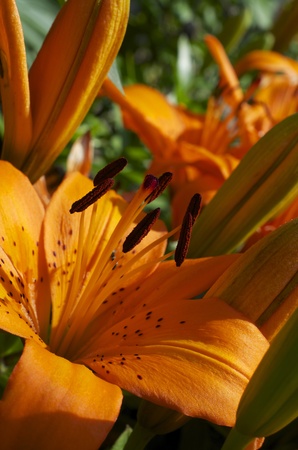 Lilly is at a 45 degree angle with some unopened Lilly's surrounding it.の写真素材