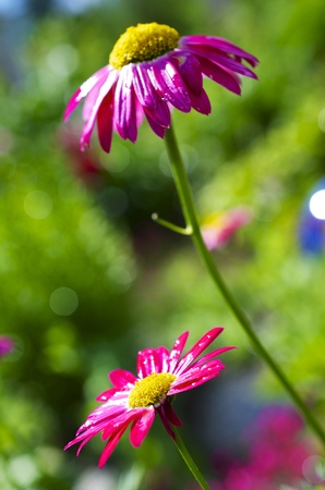 Side profile of two pink Daisies on a bright summer dayの写真素材