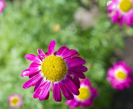 top view of a bright pink Daisy with other daisy's blurred in the backgroundの写真素材
