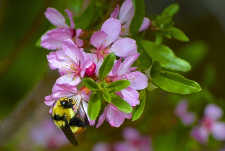 Fully bloomed Russian Almond Tree with a bee working in the pink flowersの写真素材