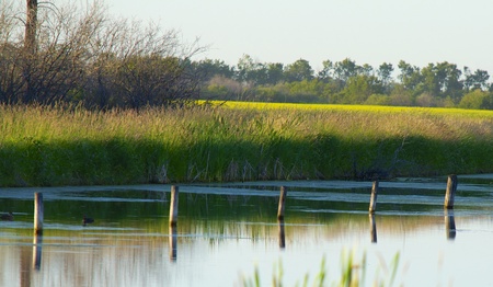 Marsh land alongside a farmers fieldの写真素材