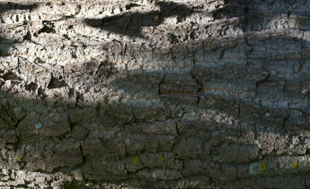 Close up of a large poplar tree barkの写真素材