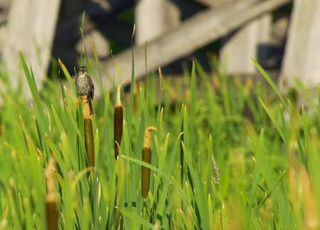 The Female looking straight ahead sitting on top of a cattailの写真素材