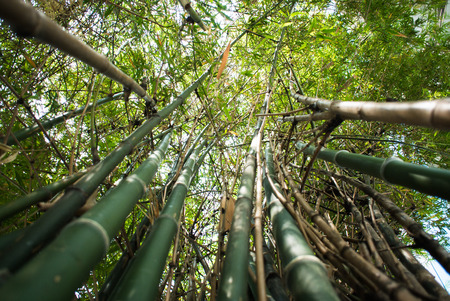 Bamboo green forest backgroundの写真素材