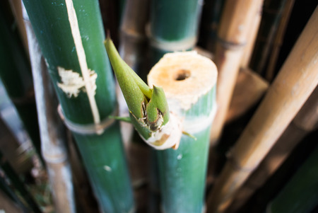 Bamboo green forest backgroundの写真素材