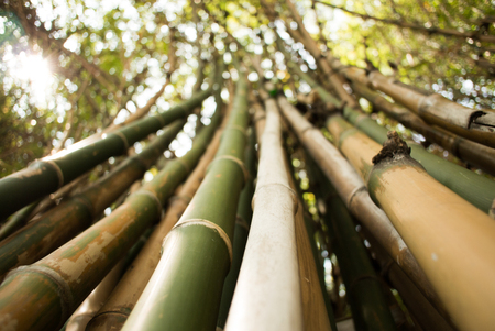 Bamboo green forest backgroundの写真素材