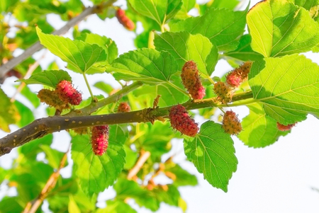 Fresh ripe mulberry berries on tree  Fresh mulberryの写真素材