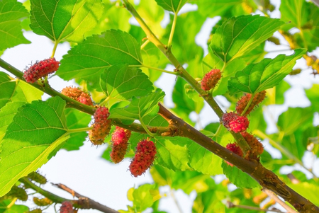 Fresh ripe mulberry berries on tree  Fresh mulberryの写真素材