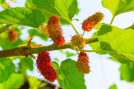 Fresh ripe mulberry berries on tree  Fresh mulberry