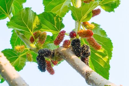 Fresh ripe mulberry berries on tree  Fresh mulberryの写真素材