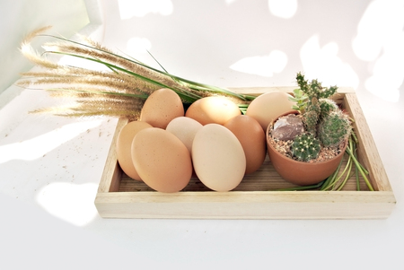 Eggs in wooden box grass with sunlight on white background