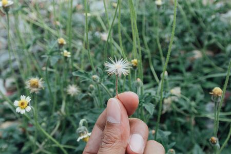 Handing white wildflowers in the spring garden Blurred background Vintage toneの写真素材
