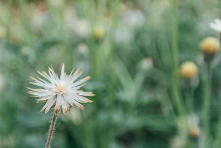 Bush of white wildflowers in the spring garden Blurred background Vintage toneの写真素材