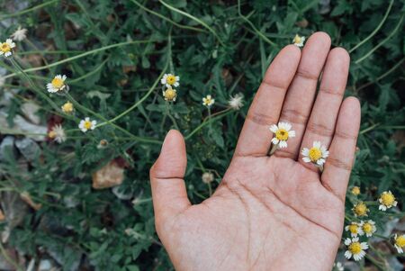 Handing white wildflowers in the spring garden Blurred background Vintage toneの写真素材