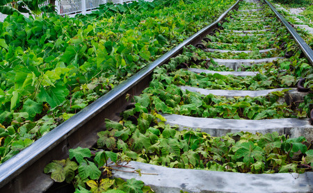 Green plants growing by the railroad tracksの写真素材