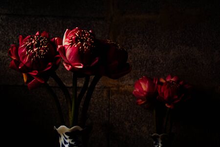 Bouquet of Pink Lotus on dark brick background, Dramatic lighting, Selective focus.の写真素材