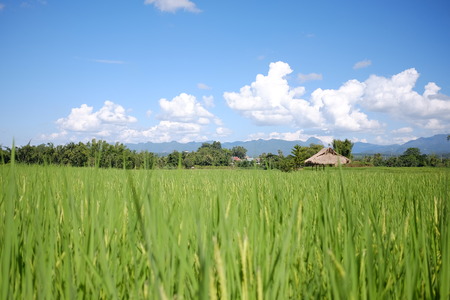 Beautiful landscape view of rice terraces and cottage, Chiang Mai, Thailand.の写真素材