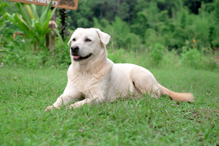 Golden Retriever waiting to play  on grass.の写真素材