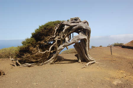 tree on the island of Hierroの写真素材
