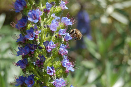 bee on flower