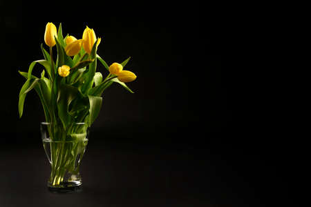 Yellow tulips on a black background, top view, spring bouquet in a vaseの写真素材