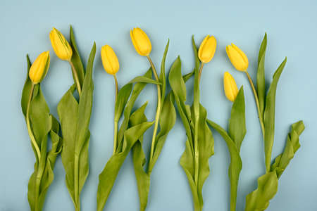 yellow tulips on a blue background, top view, spring bouquetの写真素材
