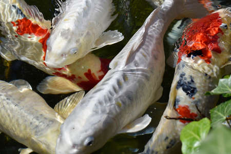 common carp in the lakeの写真素材