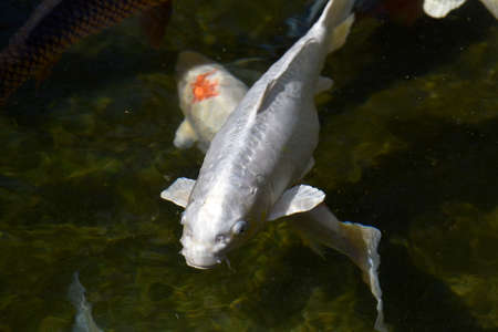 common carp in the lakeの写真素材