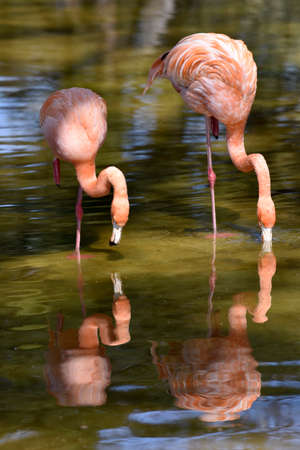 two Beautifuls pink flamingo in a pondの写真素材