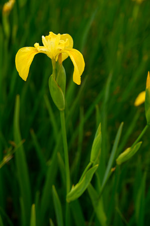 Close up flower of yellow iris pseudacorusの写真素材