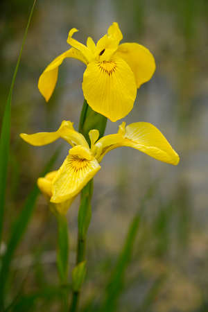 Close up flower of yellow iris pseudacorusの写真素材