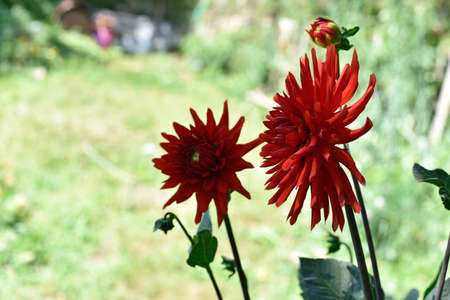 a dahlia cultorum thorsrud gardenの写真素材