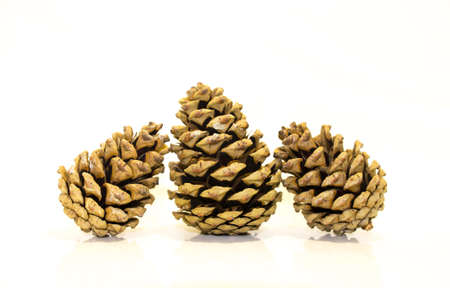 Three fir cones on a white backgroundの写真素材