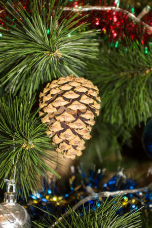Fir-cone on the background of needlesの写真素材