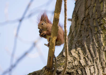 red squirrel on a tree eating a nut