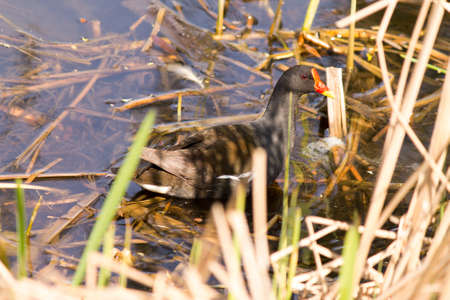 Bird on a pond stares at the manの写真素材