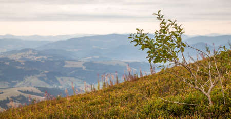 Mountain View. Early autumn. Ukraine.の写真素材