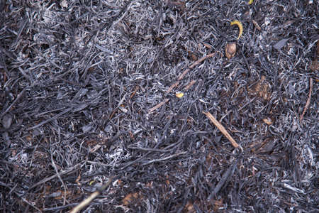 Burned grassの写真素材