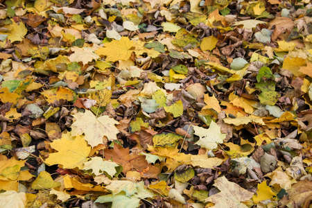 Autumn, maple leavesの写真素材