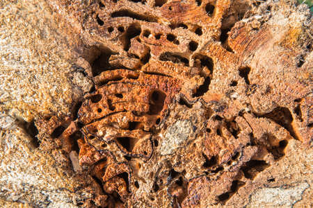 stub, tree trunk, tree, tree cut, texture, mouldering