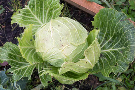 Closeup cabbage in the gardenの写真素材