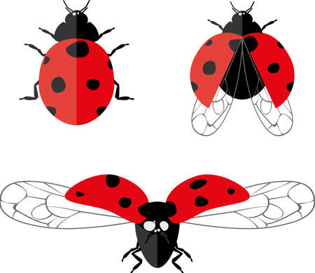 Different ladybugs set. Isolated on white backgroundのイラスト素材