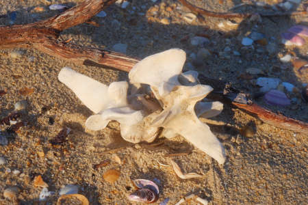 sealion vertebra found on the beach